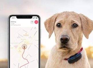 Varför du behöver en GPS Hundpejl – användningsområden, fördelar och mer! Dog GPS