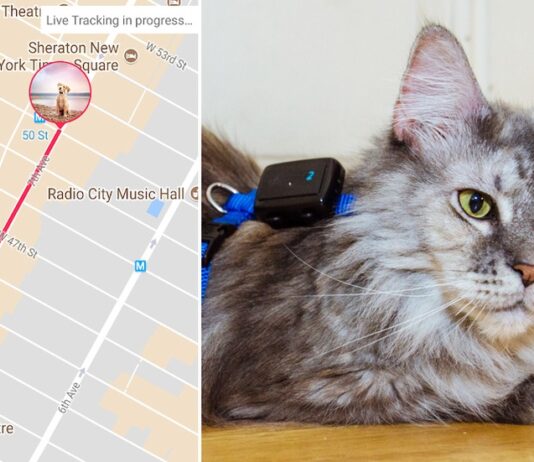 GPS-tracker till hundar och katter